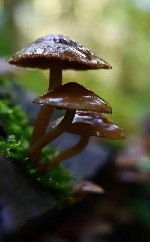 國家蘑菇地理：中國哪里的蘑菇最好吃？