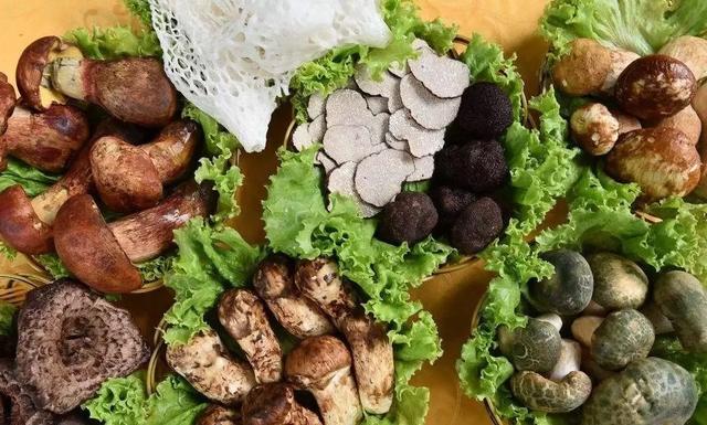 國家蘑菇地理：中國哪里的蘑菇最好吃？