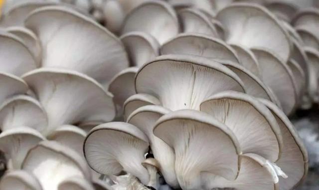 國家蘑菇地理：中國哪里的蘑菇最好吃？