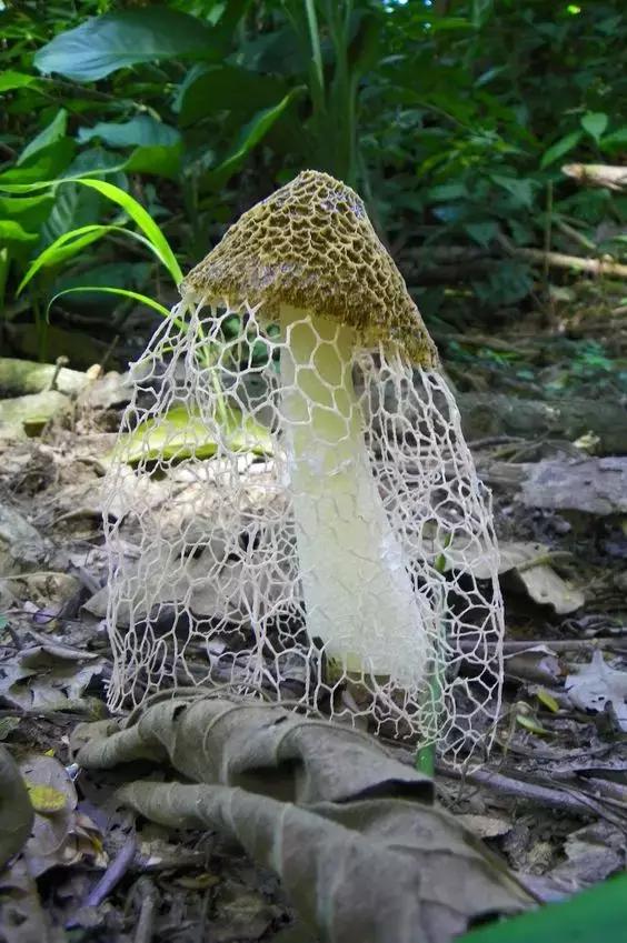 國家蘑菇地理：中國哪里的蘑菇最好吃？